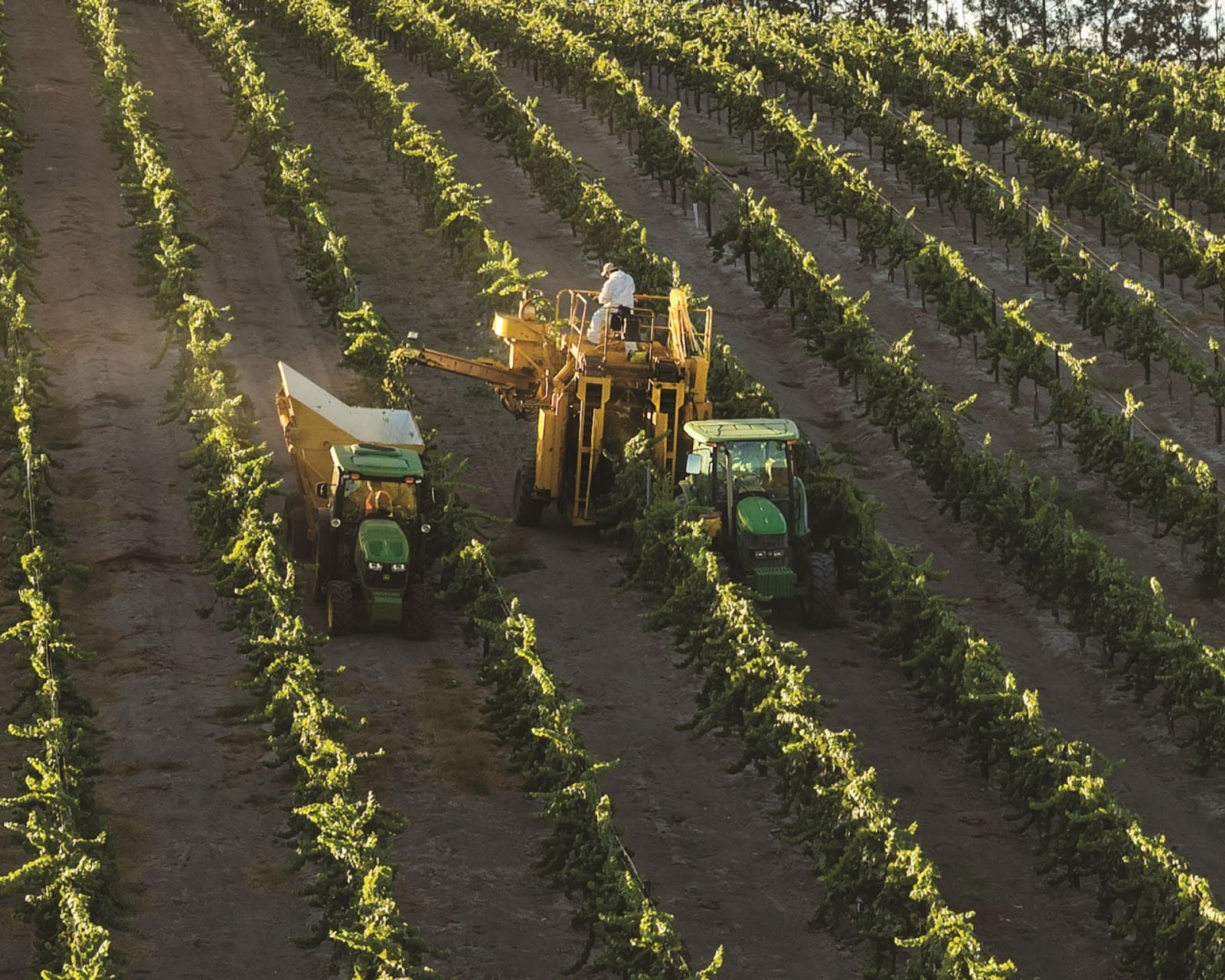 John Deere used tractors assist with harvesting on a vineyard in California.