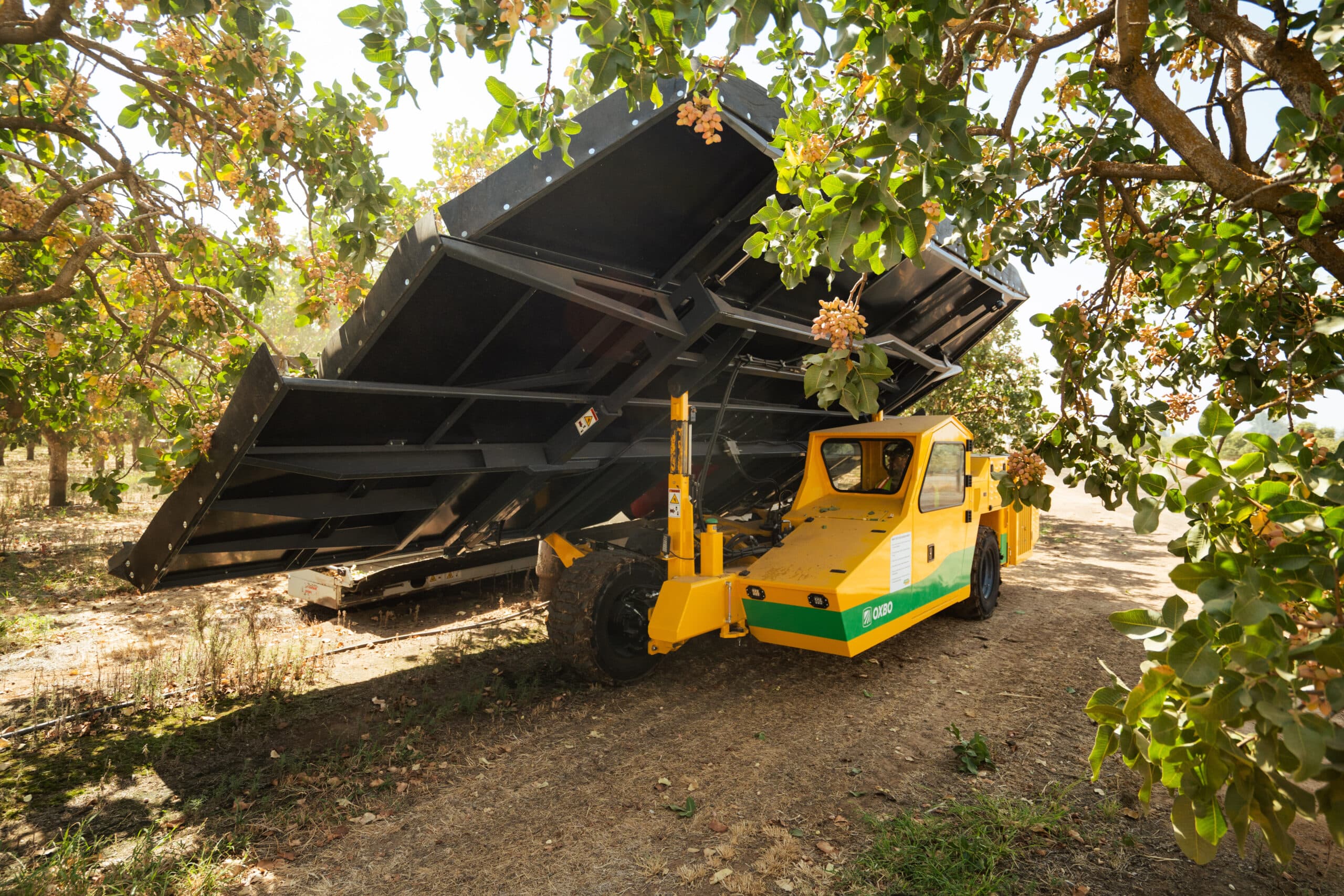 An Oxbo Pistachio Harvester harvests nuts in a pistachio orchard in California.